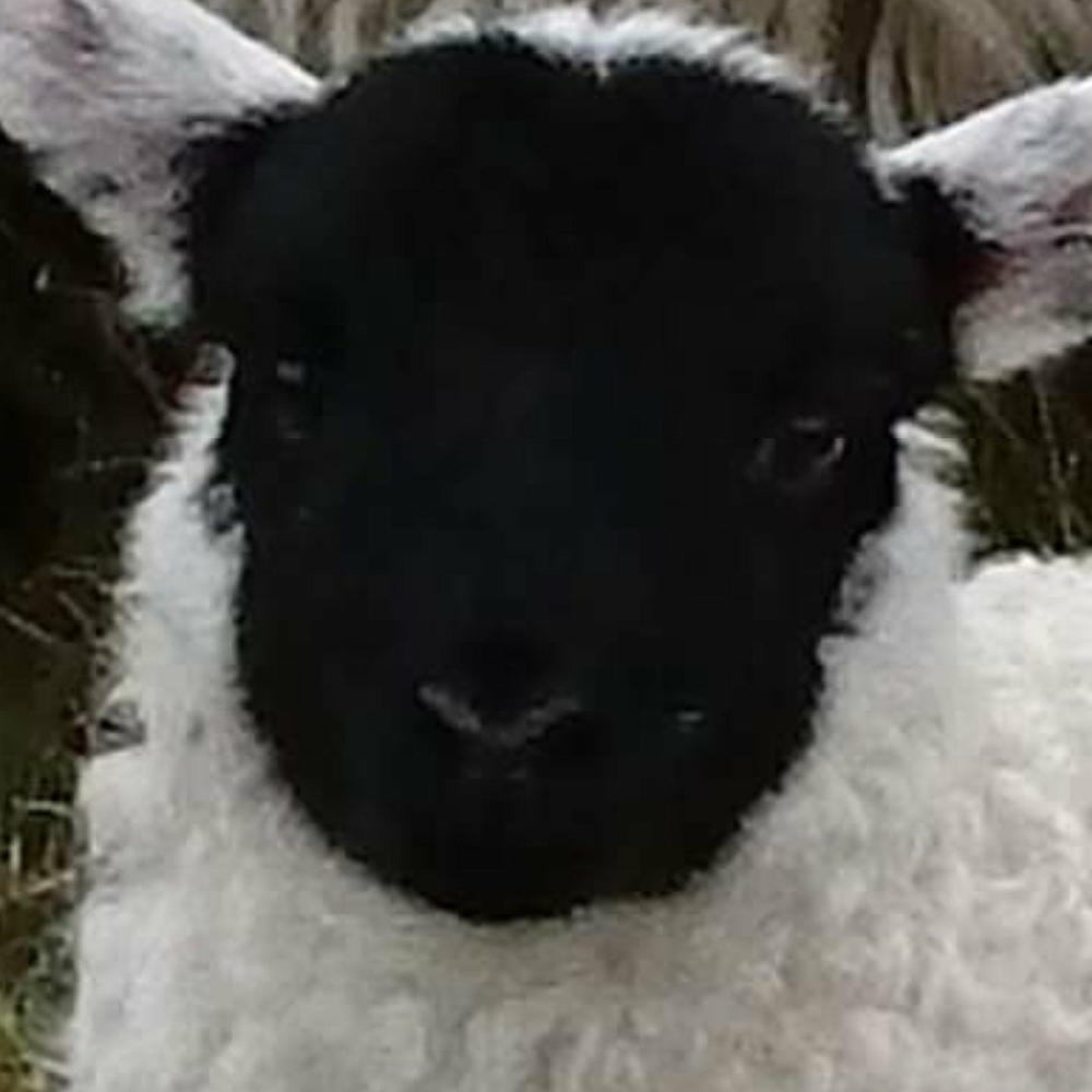 Meet your Posher, Rosemary